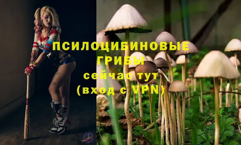 Псилоцибиновые грибы Psilocybe  Хотьково 